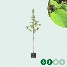 Taschentuchbaum