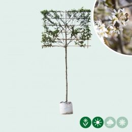 Felsenbirne als Spalier