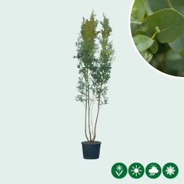 Eukalyptus mehrstämmig