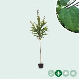 Katsura-Baum
