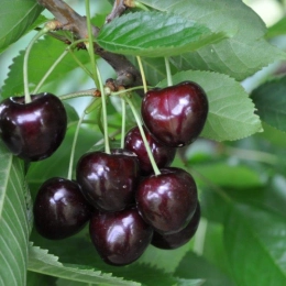 Kirschbäume
