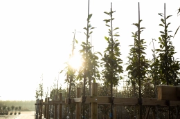 Bäume, die in der vollen Sonne stehen können