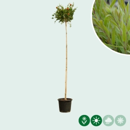 Zylinderputzer Baum