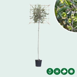 Olivenbaum als Spalier