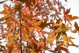 Amberbaum