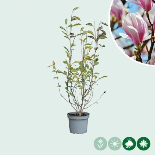 Magnolie 'Soulangeana' Busch