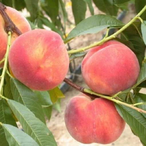Pfirsichbaum als Spalier