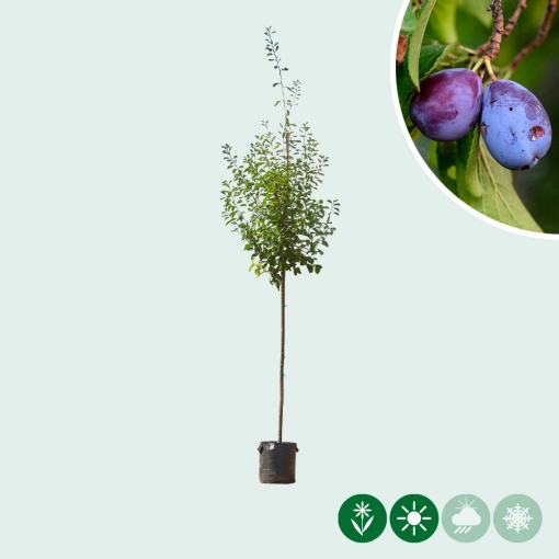 Prunus D. Victoria