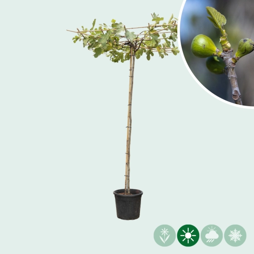 Feigenbaum als Dachbaum