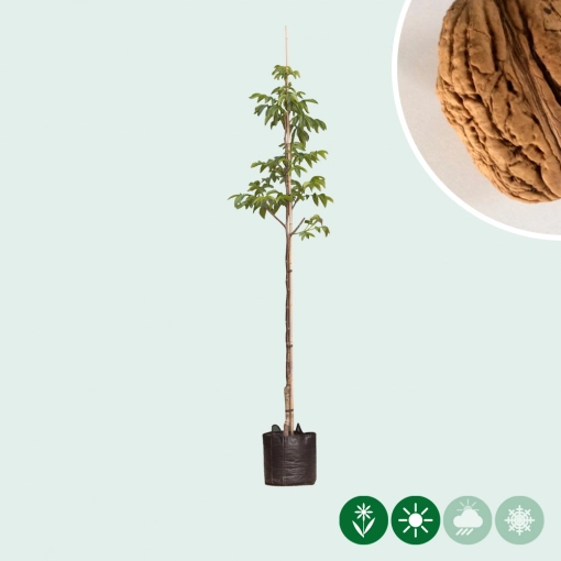 Juglans regia Bella Maria