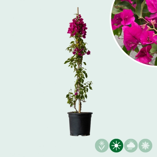 Bougainvillea glabra 'Alexandra'