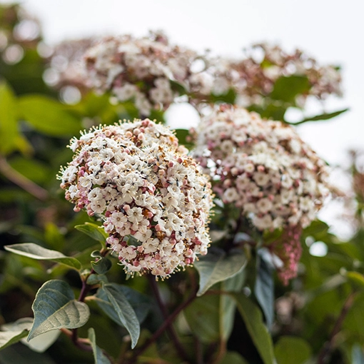 Schneeball baum (Viburnum)