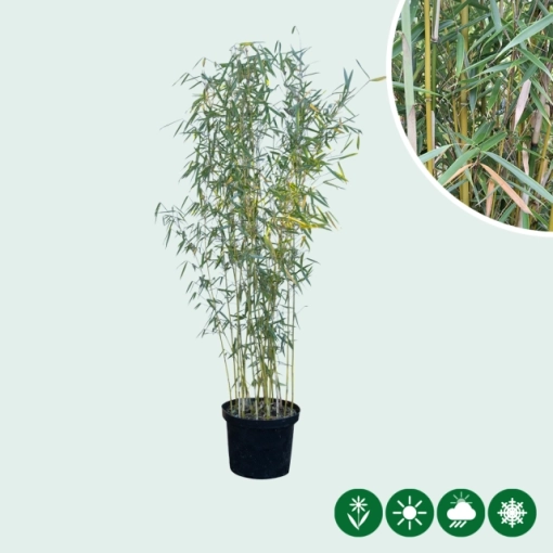 Bambus ohne Ausläufer