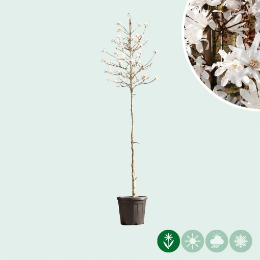 Magnolie stellata (Stern-Magnolie)