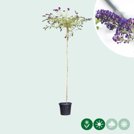 Sommerflieder Hochstamm