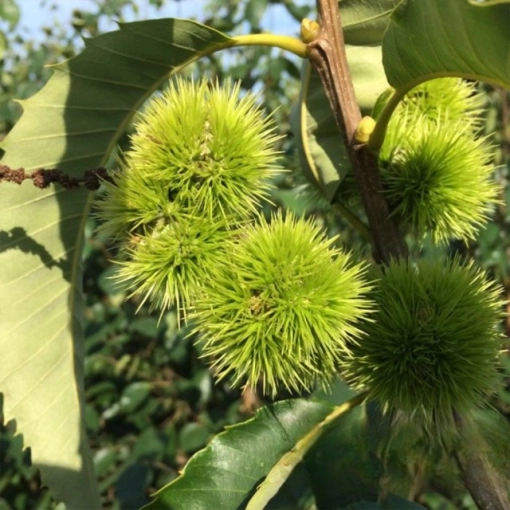 Edel Kastanie mehrstämmig