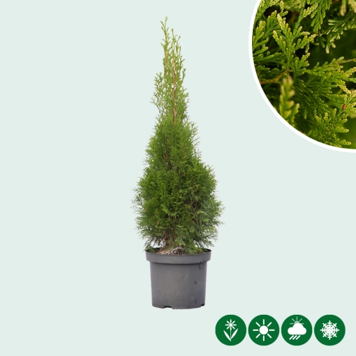 Lebensbaum (Thuja)