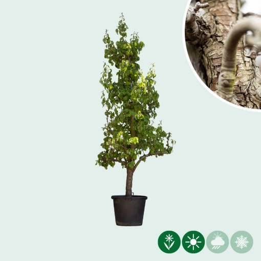 Alter Birnbaum 'Conference'