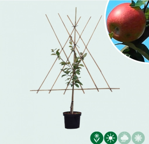 Apfelbaum als Spalier