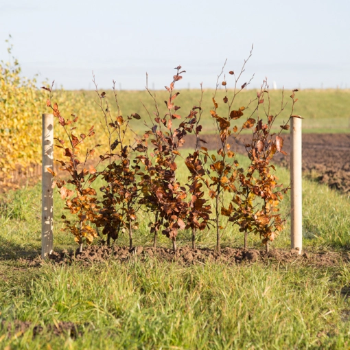 Blutbuchenhecke pro Meter zweireihig