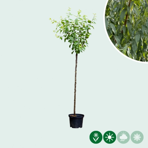 Mandelbaum auf Stamm