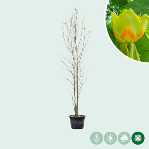 Tulpenbaum mehrstämmig