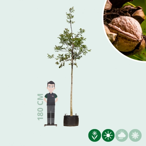 Echter Walnussbaum