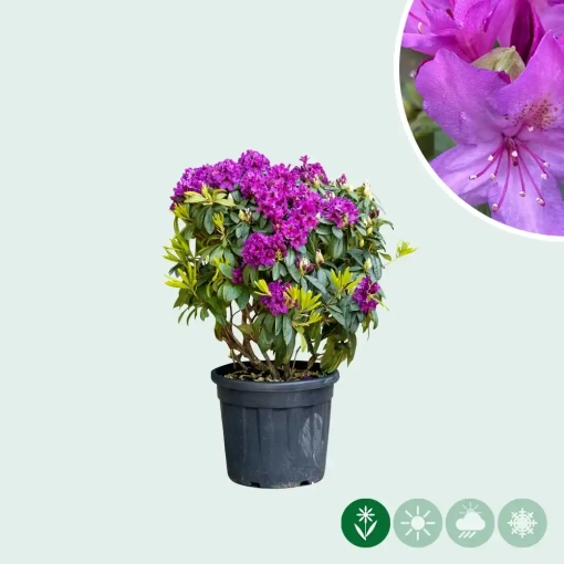 Rhododendron 'Marcel Menard'