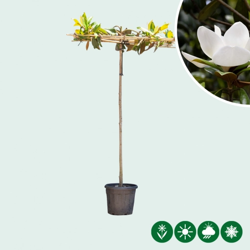 Dachförmige Magnolie grandiflora