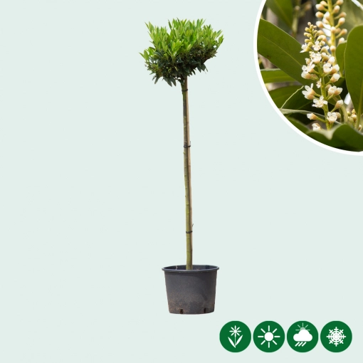 Kugel-Lorbeer Otto Luyken