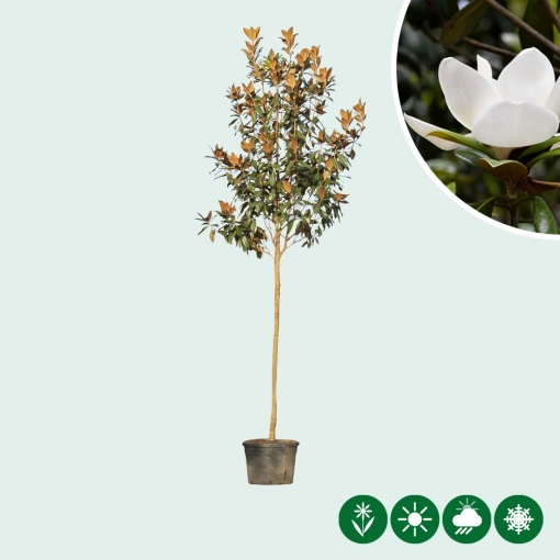 Magnolienbaum