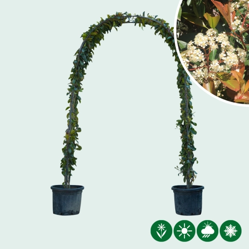 Glanzmispel Bogenform