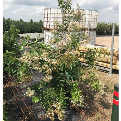 Lagerstroemia solitär