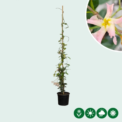 Falscher Jasmin