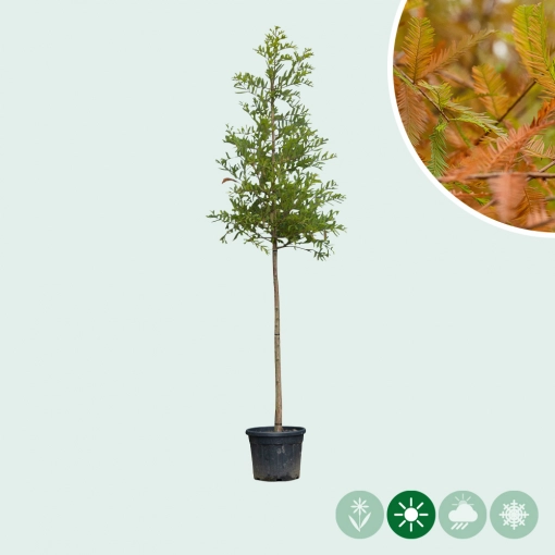 Zypresse Baum