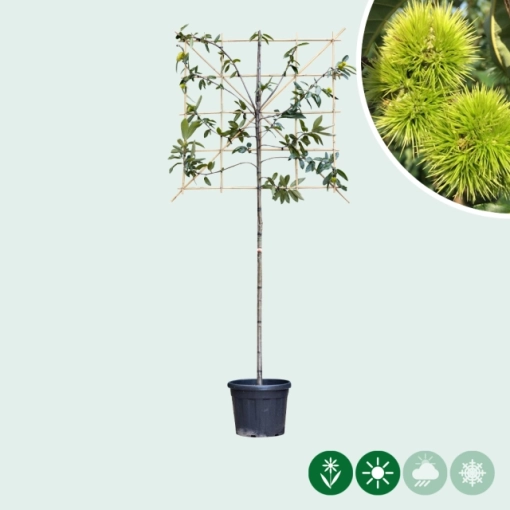 Edelkastanie Spalierbaum