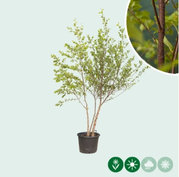 Schwarzbirke mehrstämmig