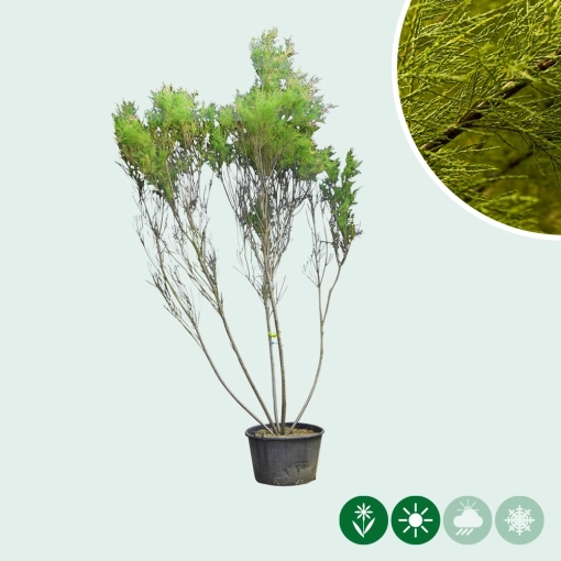 Tamariske mehrstämmig