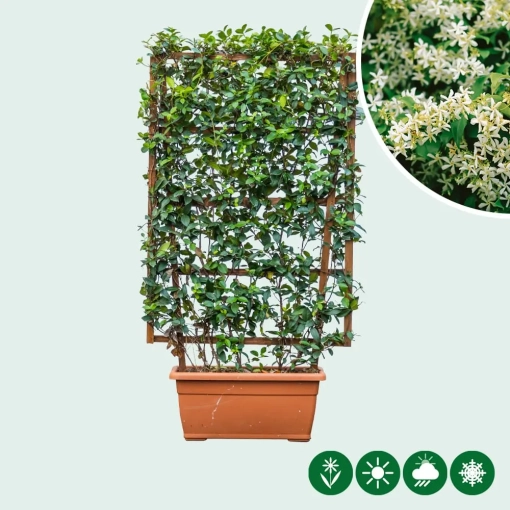 Sternjasmin Fertighecke