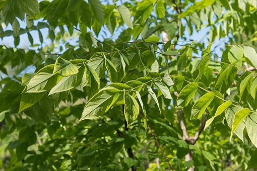 Mehrstämmige Bäume