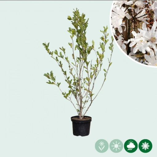 Magnolie stellata Busch