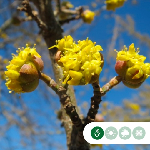 Kornelkirsche 'Cornus mas'