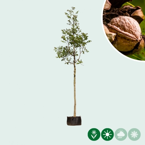 Juglans regia