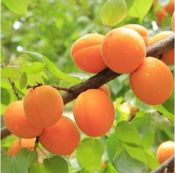 Aprikose Tros oranje