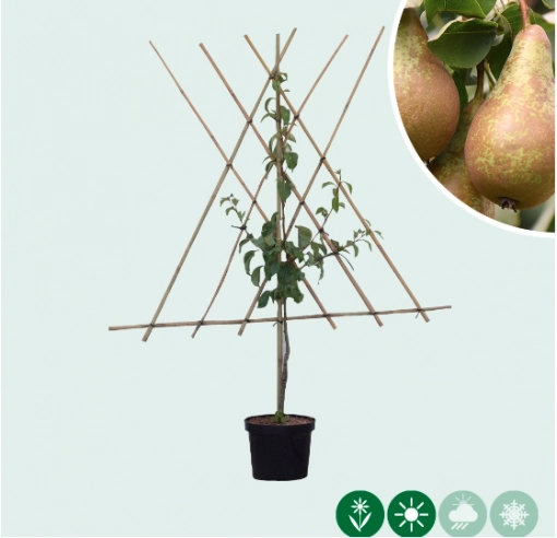 Birnenbaum als Spalier