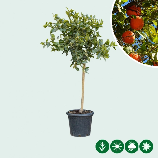 Orangenbaum