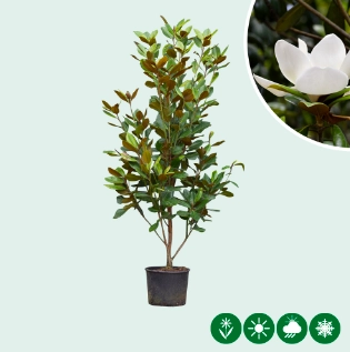 Magnolie grandiflora Solitär
