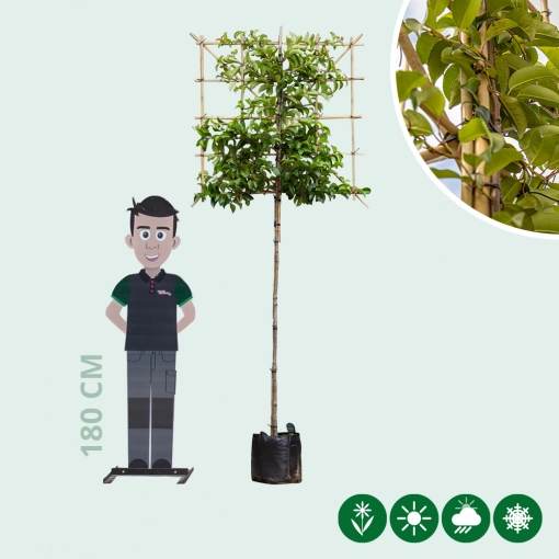 Portugiesischer Lorbeer Tico als Spalierbaum