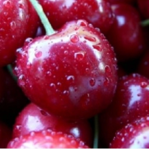Prunus A. Weinkirsche