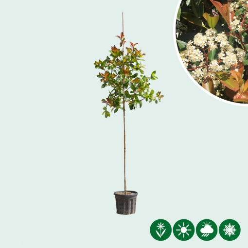 Glanzmispel baumförmig